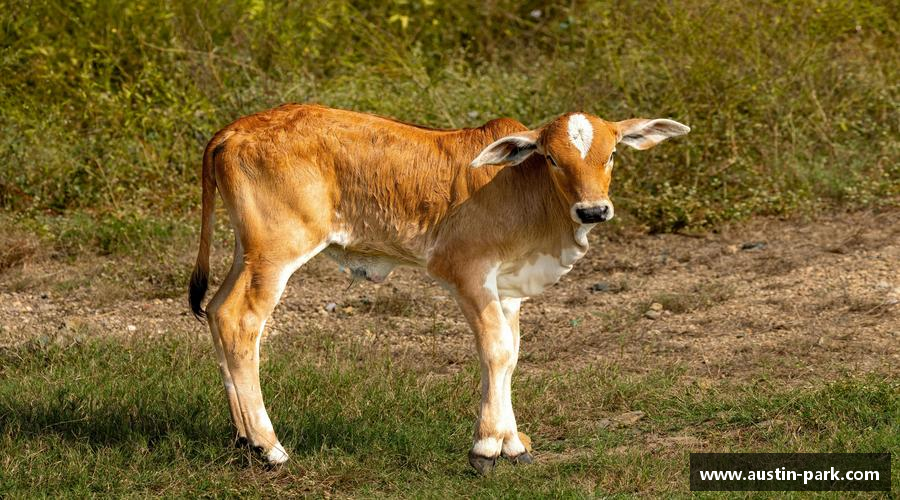 彩神vll精彩瞬间，尽在体育